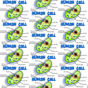 Human Cell