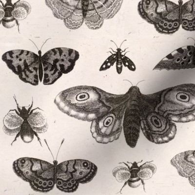 A Moth, Butterflies and Bees