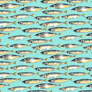 Mackerel fish light blue