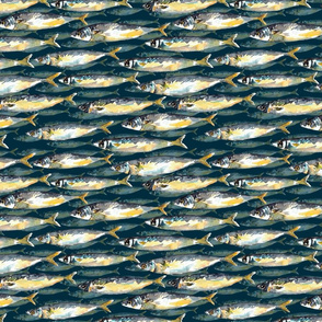 mackerel fish with texture navy