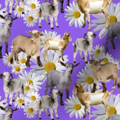 goat collage lavender