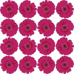 pink_gerbera_daisies (large)