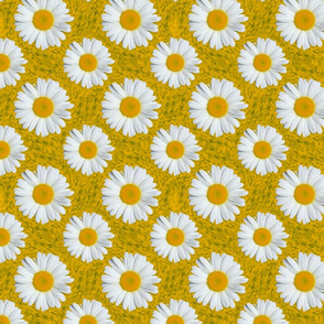 Daisies on Yellow Green