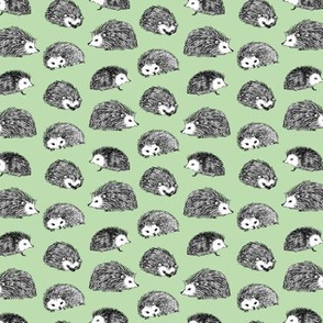 Erizito (Hedgehog) - pistacia green background