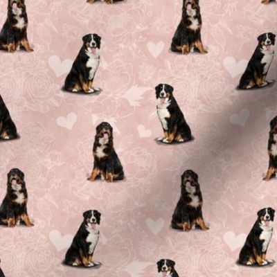 The Bernese Mountain Dog Pink