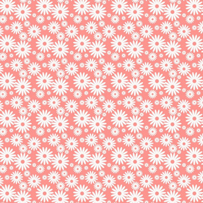 Mini Daisies in Coral and White