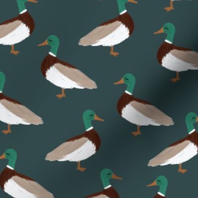 blue gray mallards