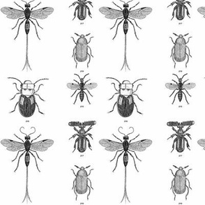 Beetles, Weevils and Mayflies