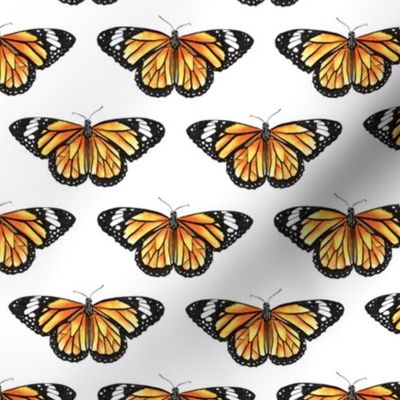 Monarch Butterfly