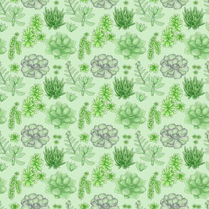 Succulents Green Small Loose