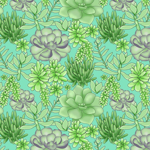 Succulents Turquoise Packed Medium