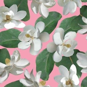 Magnolias on Pink Medium Green Leaves