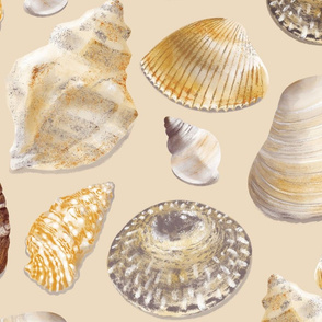 Seashell Study - sand 