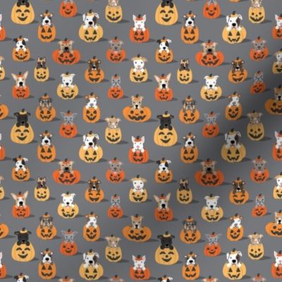 Pitties in Pumpkins - Gray, Small Scale_4w