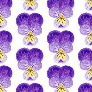 purple violet flowers hand-painted watercolor pencil