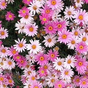 Daisies 1a