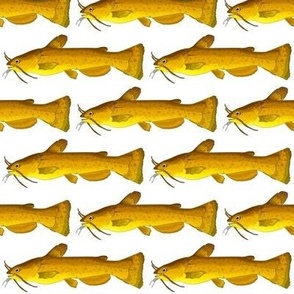 Yellow Bullhead Catfish strong med