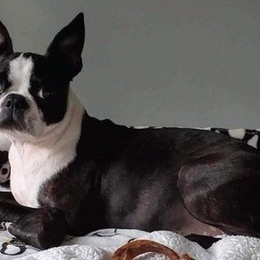 Boston Terrier Dog  16 x 7 inch panel for quilt 