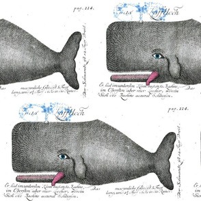 Nantucket Whale