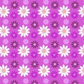 Mixed daisies pink