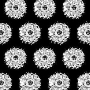 black and white Gerbera Daisy