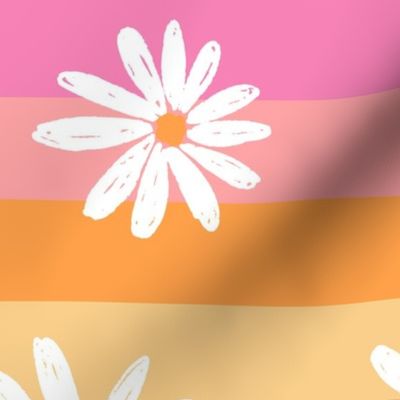 Rainbow Stripe Daisy Pinks - extra large scale