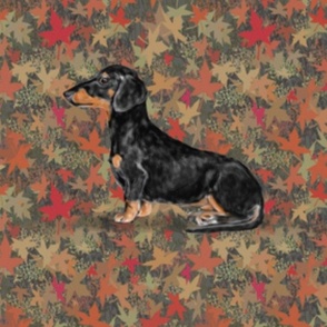 dachshund dog with fall leaves orange brown red