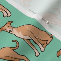 Whippet Dogs on Turquoise Green