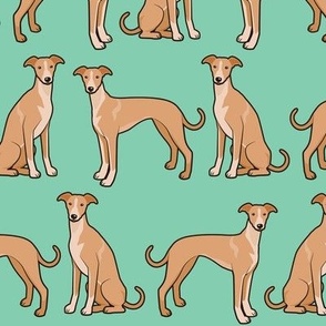 Whippet Dogs on Turquoise Green