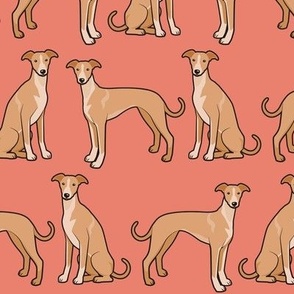 Whippet Dogs on Coral
