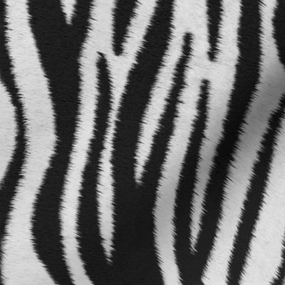 Zebra, Zebra Pattern, Zebra Skin, Safari Print