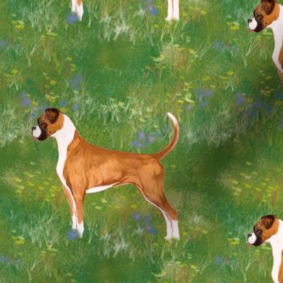 Boxer Dog with Natural Ears and Tail in Wildflower Field