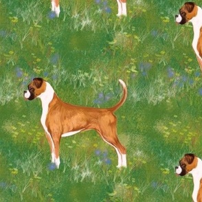 Boxer Dog with Natural Ears and Tail in Wildflower Field