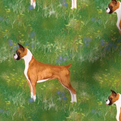 Boxer Dog with Clipped Ears and Docked Tail in Wildflower Field