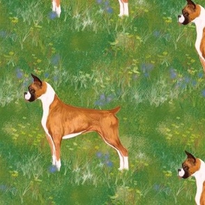 Boxer Dog with Clipped Ears and Docked Tail in Wildflower Field