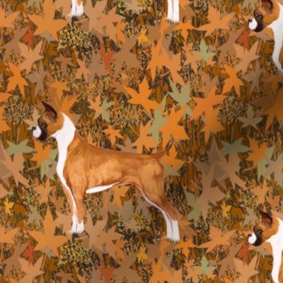 Boxer Dog with Clipped Ears and Docked Tail in Autumn Leaves