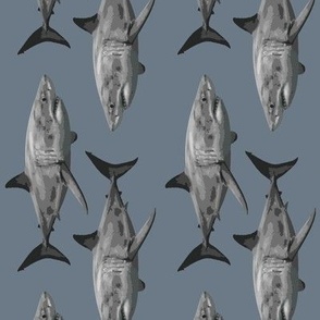 great white shark SL light gray (rotated)