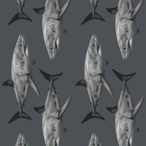 great white shark SL dark gray (rotated stripe)