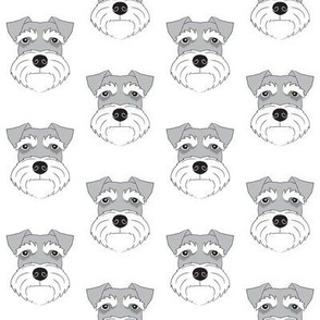 schnauzer faces on white