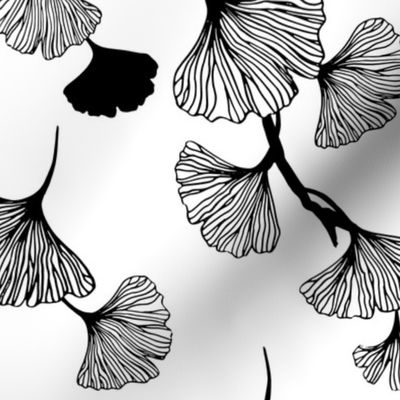 Ginkgo leaves black and white