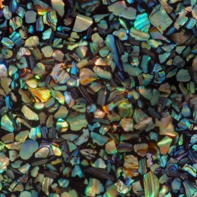 Paua Abalone Shell Chips Large Deep natural mosaic