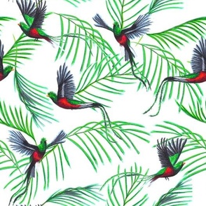 quetzals & palms