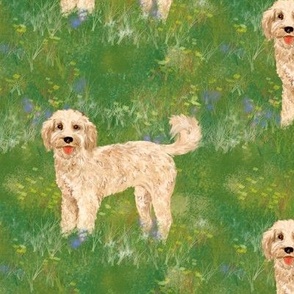 Cockapoo Dog in Wildflower Field