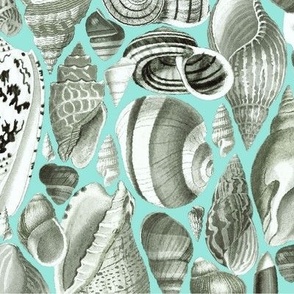 large seashells on mint