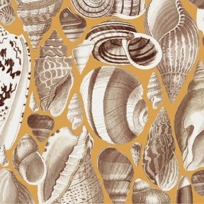 large seashells on ochre