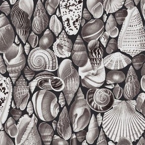 medium seashells monochrome