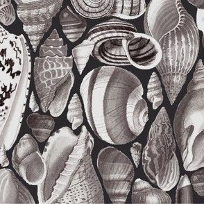 large seashells monochrome