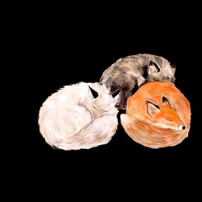 Three Foxes Nap on Black for Pillow