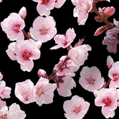 Peach Blossoms on Black