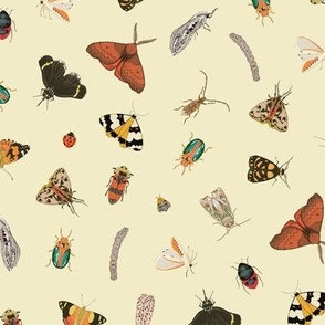 Painted Australian Insects: Butterfly, Bee, Moth, Beetle, Ladybird & Caterpillar / Beige / Medium